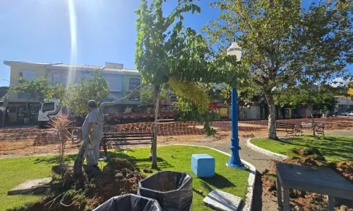 Transplante garante preservação das árvores retiradas para início de obra da Rua Coberta em Porto Belo