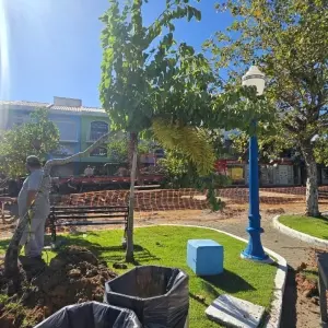 Transplante garante preservação das árvores retiradas para início de obra da Rua Coberta em Porto Belo