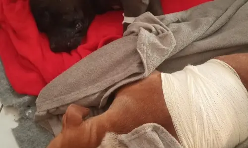 Cães ficam feridos após ataques de facão; tutor e família relatam ameaças de morte por parte do agressor