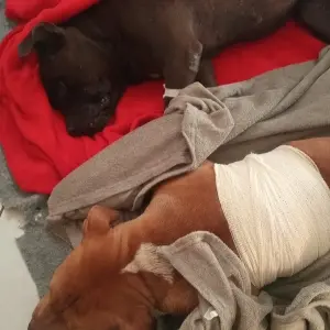 Cães ficam feridos após ataques de facão; tutor e família relatam ameaças de morte por parte do agressor
