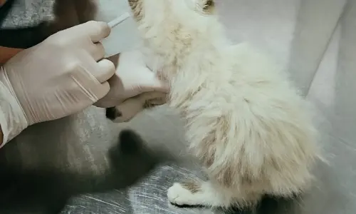 Cadastro em dia abre portas para atendimento veterinário gratuito em Itapema