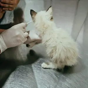 Cadastro em dia abre portas para atendimento veterinário gratuito em Itapema