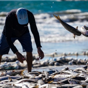 R$ 50 mil é destinado à pesca da tainha pela primeira vez na história do município