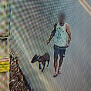 Homem é flagrado abandonando cachorro no bairro Pernambuco, em Tijucas