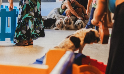 Feira de adoção de animais e oficinas de ecobag são atrações de evento gratuito