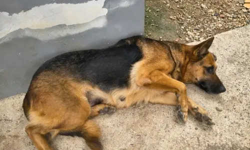 Cadela em estado grave e indícios de rinha de galos são encontrados em imóvel