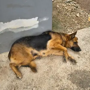 Cadela em estado grave e indícios de rinha de galos são encontrados em imóvel
