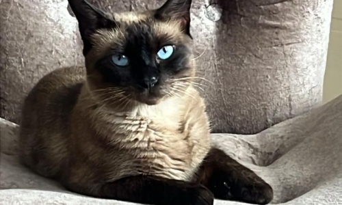 Gata desaparece no bairro Universitário e dona pede ajuda para encontrá-la