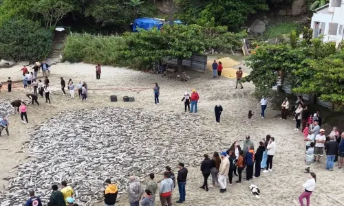 Safra da tainha movimenta praias de Bombinhas e Costa Esmeralda