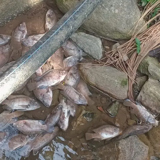 Moradores denunciam descarte irregular de peixes e gera alerta sobre qualidade da água