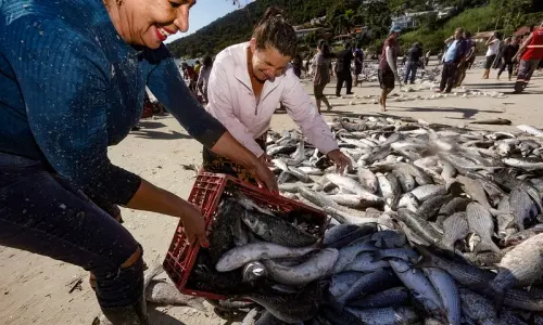 Governo federal libera cota extra de tainha para pescadores artesanais de SC