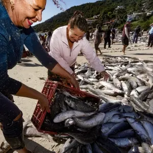 Governo federal libera cota extra de tainha para pescadores artesanais de SC