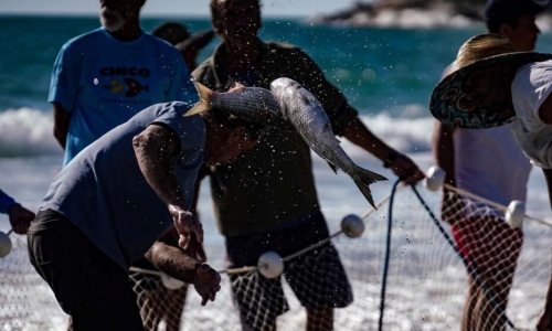Governo amplia em 430 toneladas cota de pesca da tainha em Santa Catarina