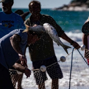 Governo amplia em 430 toneladas cota de pesca da tainha em Santa Catarina