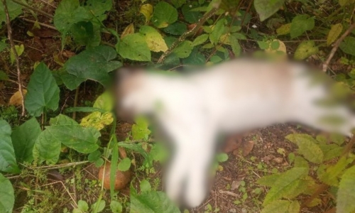 Suspeita de envenenamento de gatos preocupa moradores de São João Batista