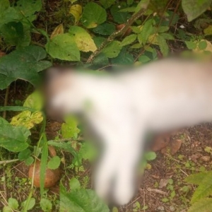 Suspeita de envenenamento de gatos preocupa moradores de São João Batista