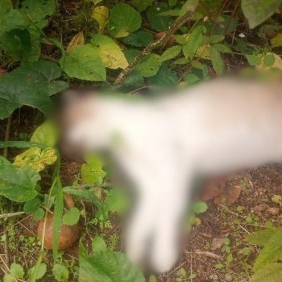 Suspeita de envenenamento de gatos preocupa moradores de São João Batista