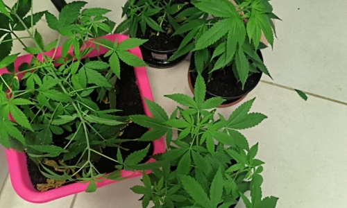 Homem em surto é preso por lesão corporal e posse de drogas em apartamento