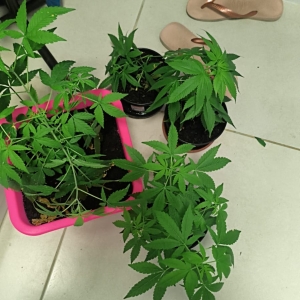 Homem em surto é preso cpor lesão corporal e posse de drogas em apartamento