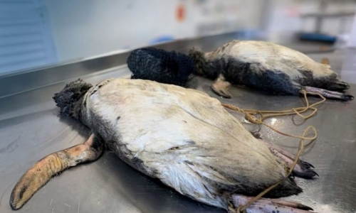 Pinguins mortos e amarrados a pedras chocam pesquisadores em Itapema 