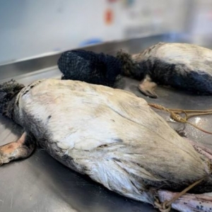 Pinguins mortos e amarrados a pedras chocam pesquisadores em Itapema 