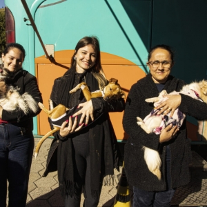 Mutirão de castração realiza 238 cirurgias e bate recorde anual de esterilizações