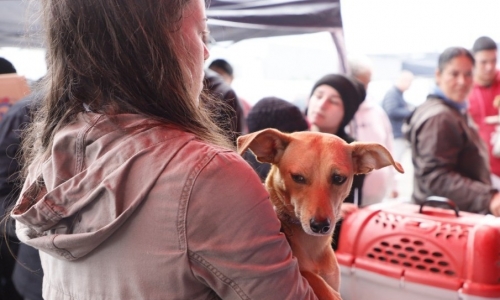 Castração gratuita de pets chega ao Jardim Progresso; saiba como se inscrever 