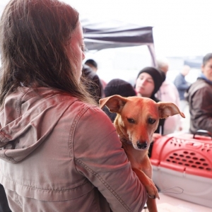 Castração gratuita de pets chega ao Jardim Progresso; saiba como se inscrever 