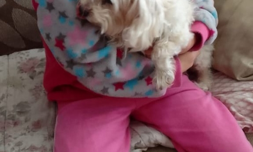 Cachorrinha desaparecida é encontrada e retorna para casa em Tijucas