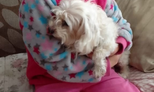 Cachorrinha desaparecida é encontrada e retorna para casa em Tijucas