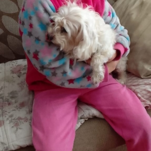 Cachorrinha desaparecida é encontrada e retorna para casa em Tijucas