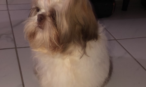 Família procura cachorro desaparecido em Tijucas e pede novas informações
