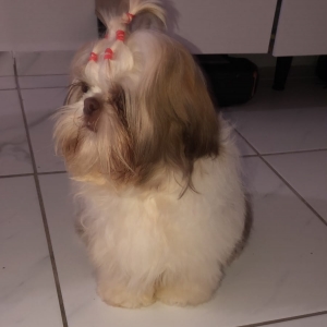 Família procura cachorro desaparecido em Tijucas e pede novas informações