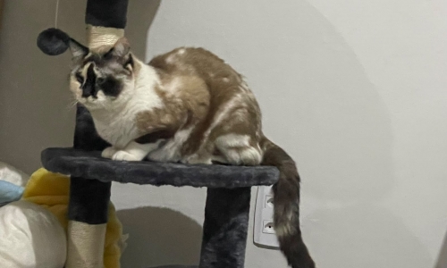 Família busca por gata desaparecida e pede ajuda à comunidade de São João Batista