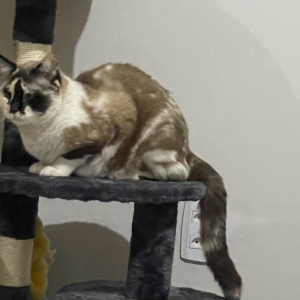 Família busca por gata desaparecida e pede ajuda à comunidade de São João Batista