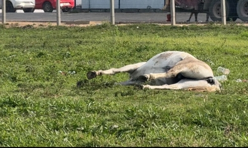 VÍDEO ▶️ | Cavalo morre no Centro de Tijucas e caso gera revolta entre moradores