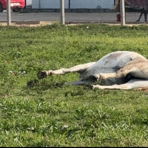 VÍDEO ▶️ | Cavalo morre no Centro de Tijucas e caso gera revolta entre moradores