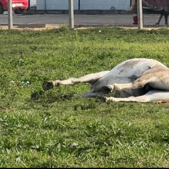 VÍDEO ▶️ | Cavalo morre no Centro de Tijucas e caso gera revolta entre moradores
