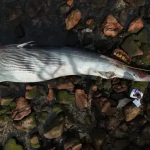 Baleia de 9,5 metros é encontrada sem vida em no litoral de Itapema