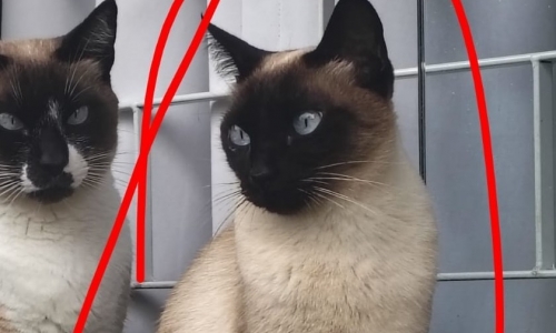 Gata está desaparecida há duas semanas em Tijucas; família pede ajuda para encontrá-la