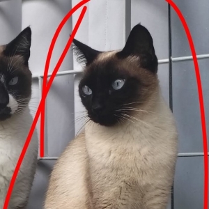 Gata está desaparecida há duas semanas em Tijucas; família pede ajuda para encontrá-la