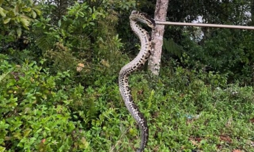 Serpente venenosa é encontrada em quintal de residência; equipe de bombeiros realizou o resgate