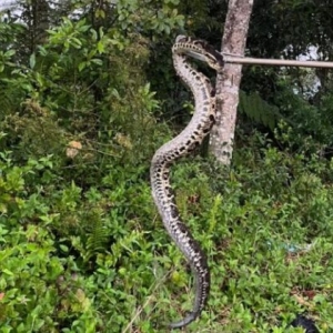 Serpente venenosa é encontrada em quintal de residência; equipe de bombeiros realizou o resgate