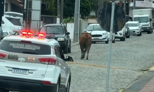 Boi solto assusta moradores em rua movimentada do centro de Tijucas
