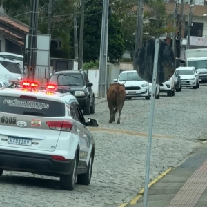Boi solto assusta moradores em rua movimentada do centro de Tijucas