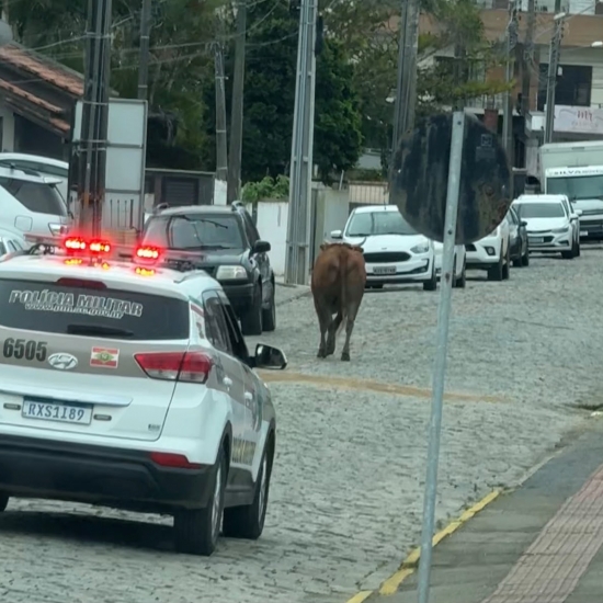 Boi solto assusta moradores em rua movimentada do centro de Tijucas