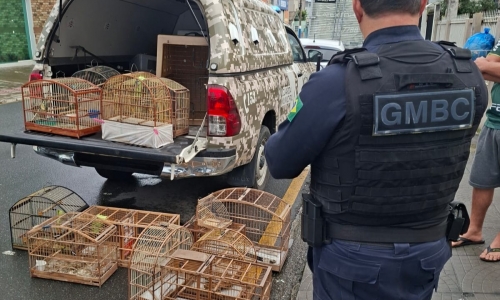 CATIVEIRO ILEGAL | Morador é preso após aves nativas serem encontradas em gaiolas sem licença