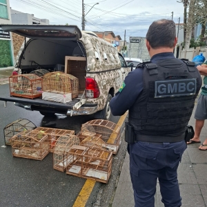 CATIVEIRO ILEGAL | Morador é preso após aves nativas serem encontradas em gaiolas sem licença