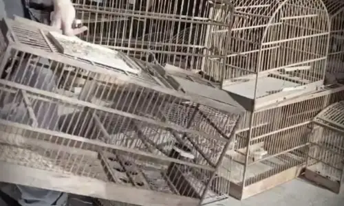 Aves silvestres são apreendidas em fiscalização ambiental em Itapema