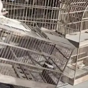 Aves silvestres são apreendidas em fiscalização ambiental em Itapema